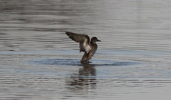 コガモ 伊佐沼 2016年12月21日(水)