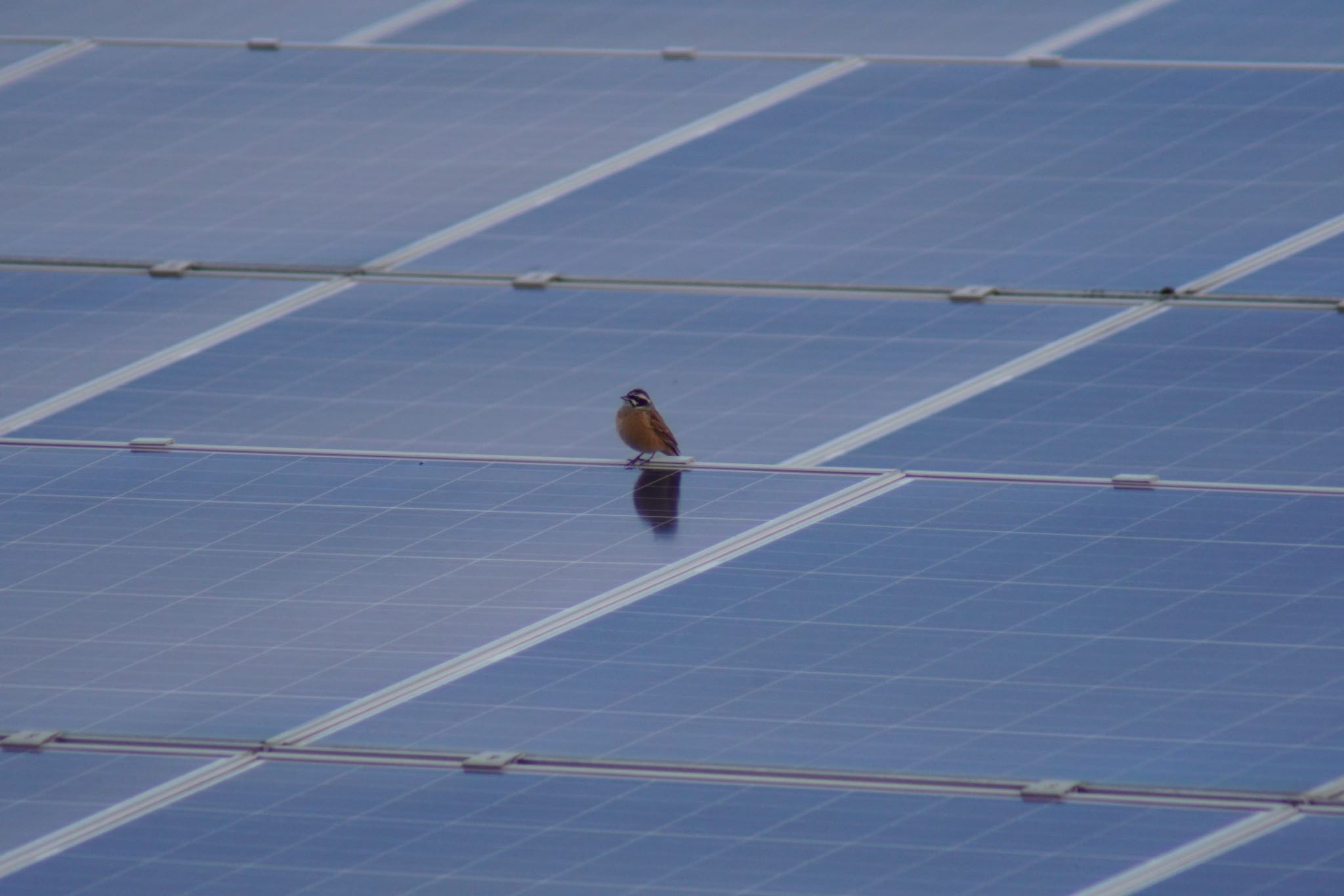 Photo of Meadow Bunting at 泉南市 by 杏仁豆腐