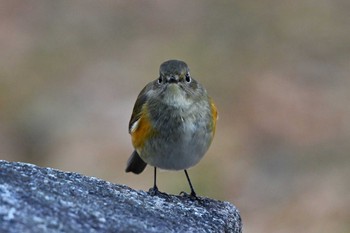 Red-flanked Bluetail Kyoto Gyoen Sun, 1/31/2021