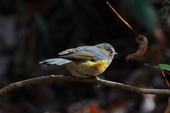 Red-flanked Bluetail 豊田市自然観察の森 Sun, 1/31/2021