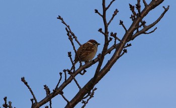 Eurasian Tree Sparrow Isanuma Wed, 12/21/2016