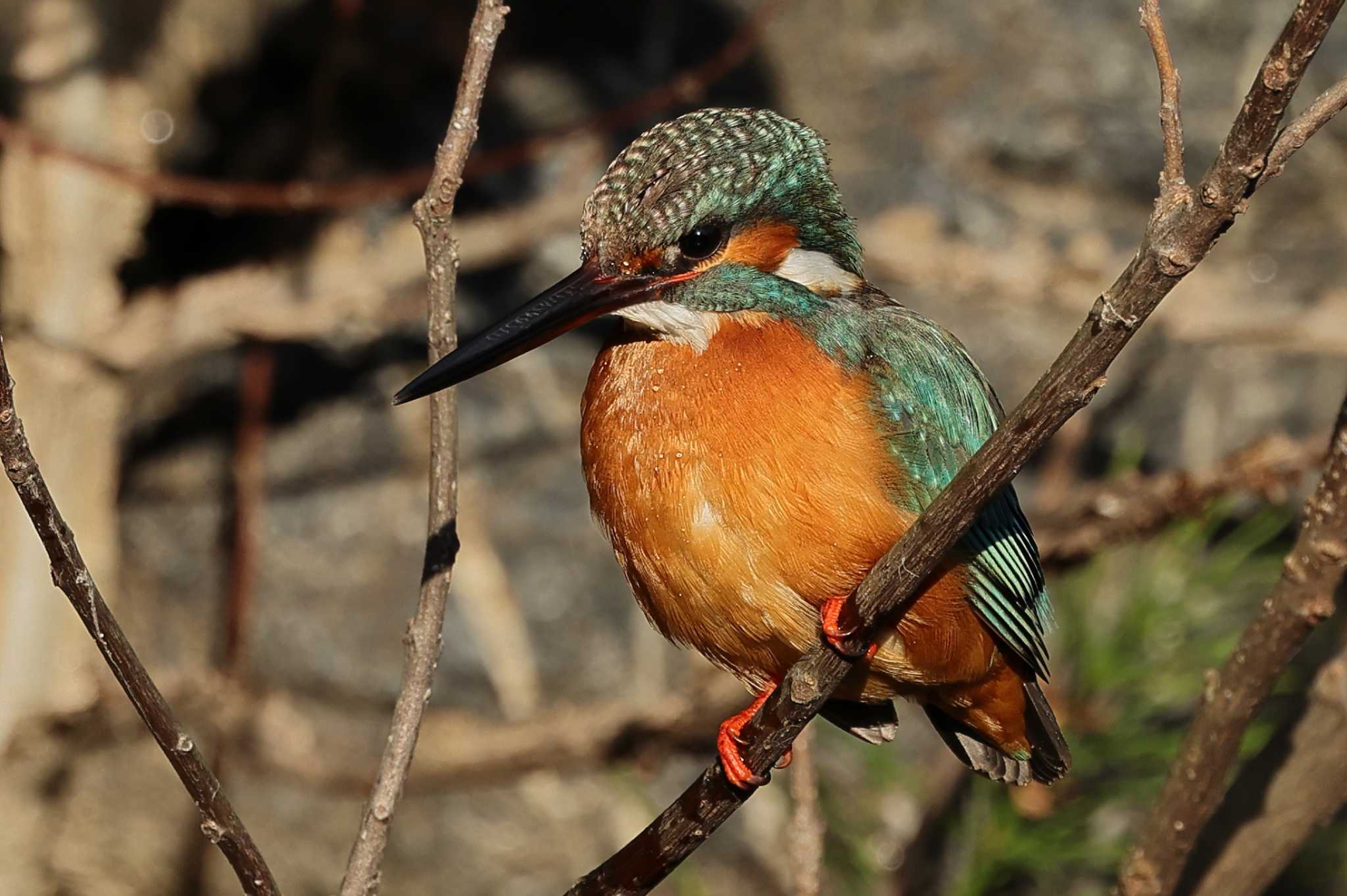 安城 秋葉公園 カワセミの写真 by toshi