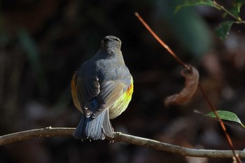 Red-flanked Bluetail 豊田市自然観察の森 Sun, 1/31/2021