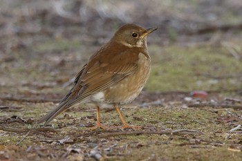 シロハラ 安城 秋葉公園 2021年1月31日(日)