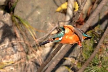 カワセミ 安城市 秋葉公園 2021年1月31日(日)