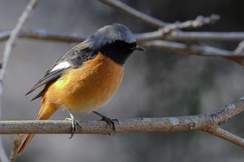 Daurian Redstart 豊田市自然観察の森 Sun, 1/31/2021