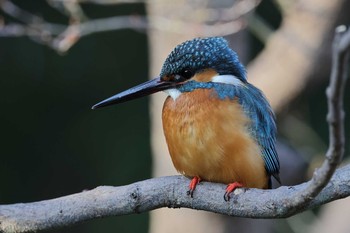 カワセミ 安城　秋葉公園 2021年1月31日(日)