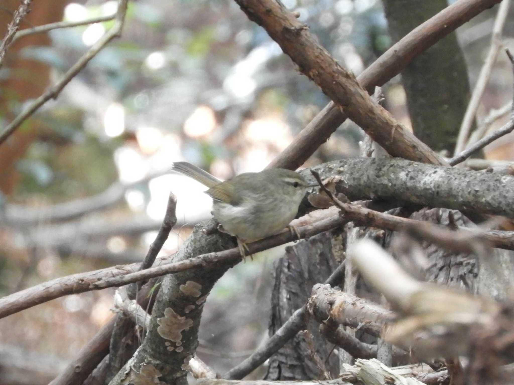 Japanese Bush Warbler