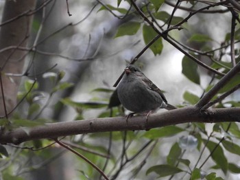 Sun, 1/31/2021 Birding report at Nara Park