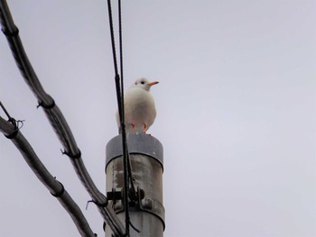 Black-headed Gull 入江川（横浜市神奈川区） Mon, 2/1/2021