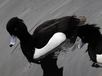 Tufted Duck 入江川（横浜市神奈川区） Mon, 2/1/2021