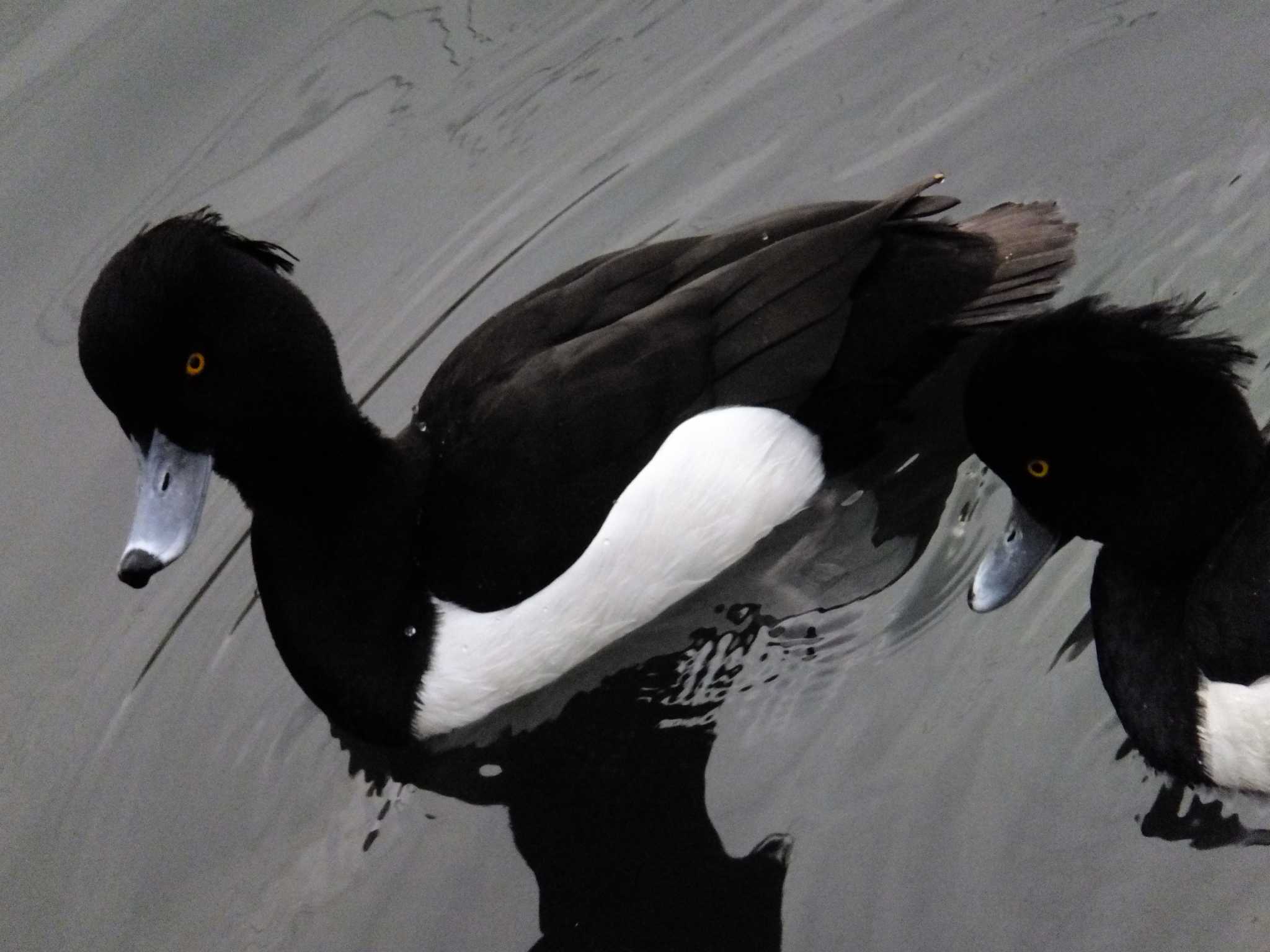 Photo of Tufted Duck at 入江川（横浜市神奈川区） by 丁稚