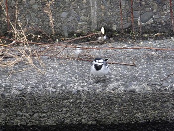 White Wagtail 入江川（横浜市神奈川区） Mon, 2/1/2021