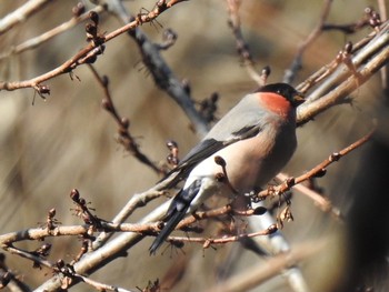 2021年1月31日(日) 早戸川林道の野鳥観察記録