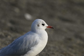 ユリカモメ 伊佐沼 2016年12月21日(水)