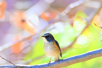 ルリビタキ 東京都立桜ヶ丘公園(聖蹟桜ヶ丘) 2020年12月21日(月)