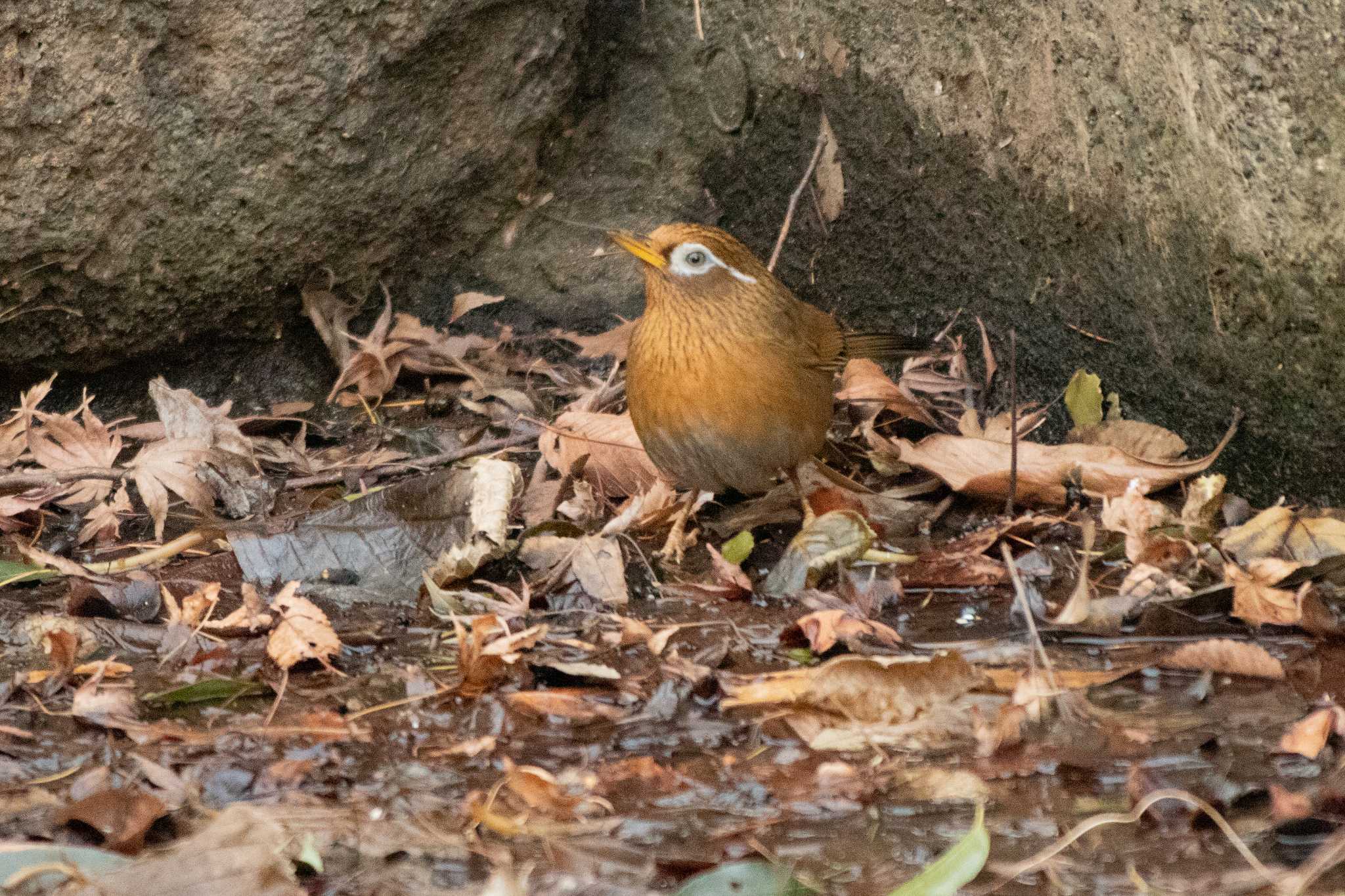 三ツ池公園(横浜市鶴見区) ガビチョウの写真 by Yuka