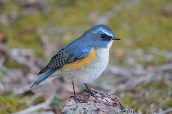 Red-flanked Bluetail 千里南公園 Sun, 1/31/2021