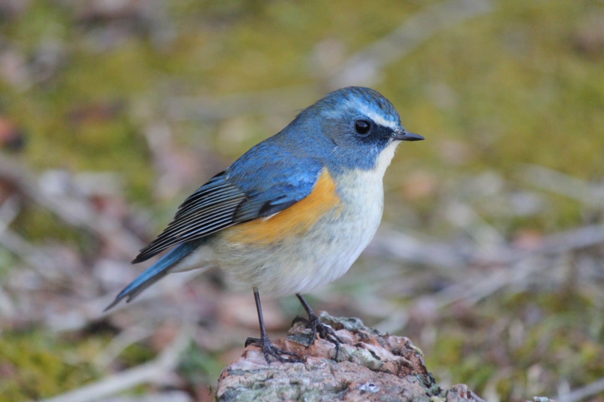 Red-flanked Bluetail