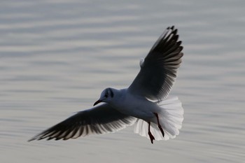 ユリカモメ 伊佐沼 2016年12月21日(水)