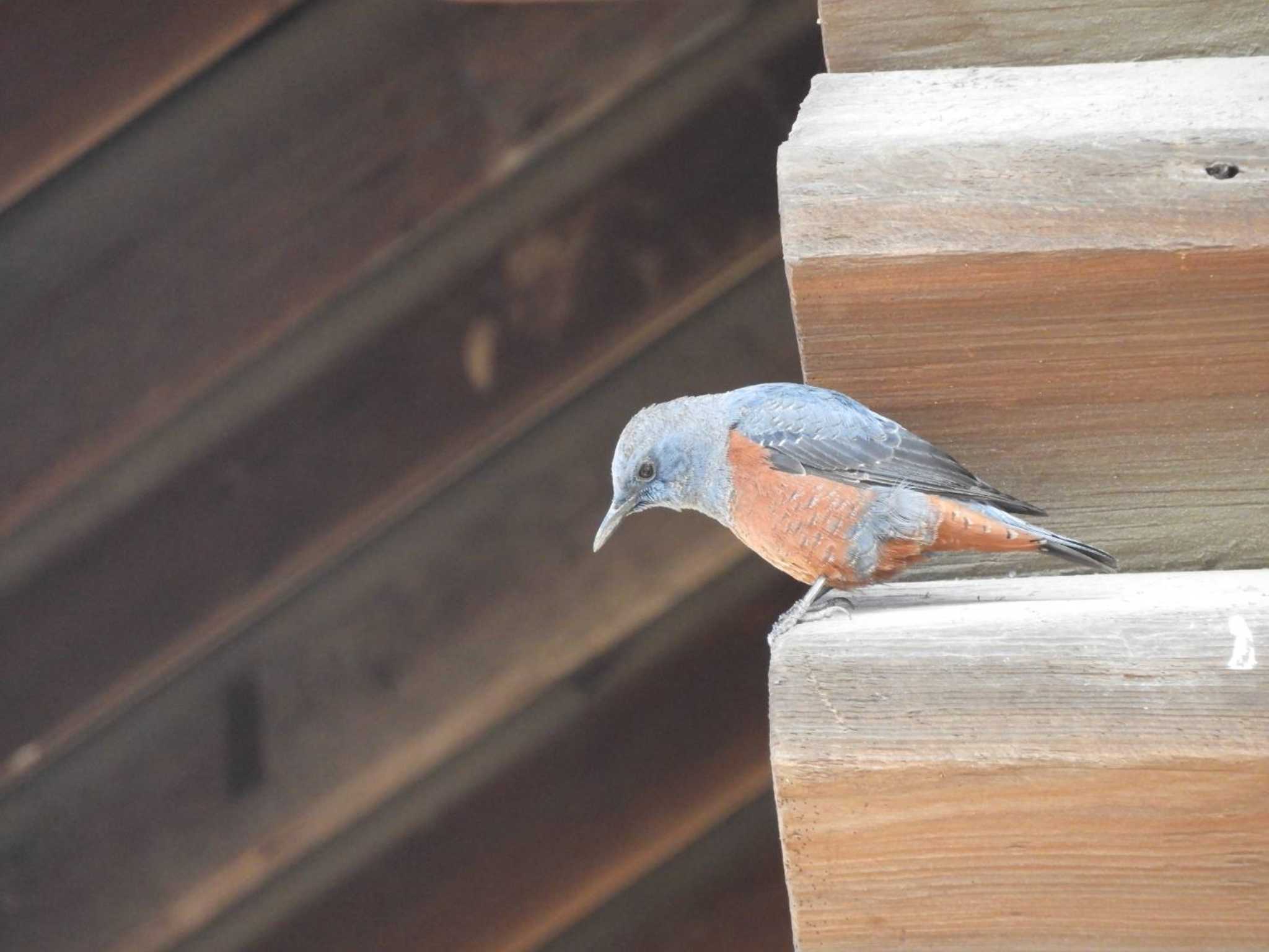 Blue Rock Thrush