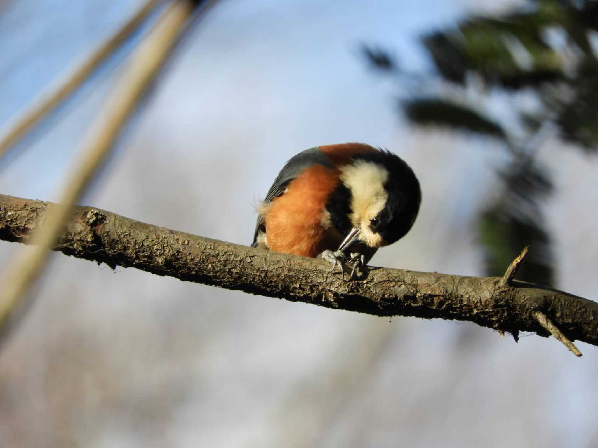 Varied Tit