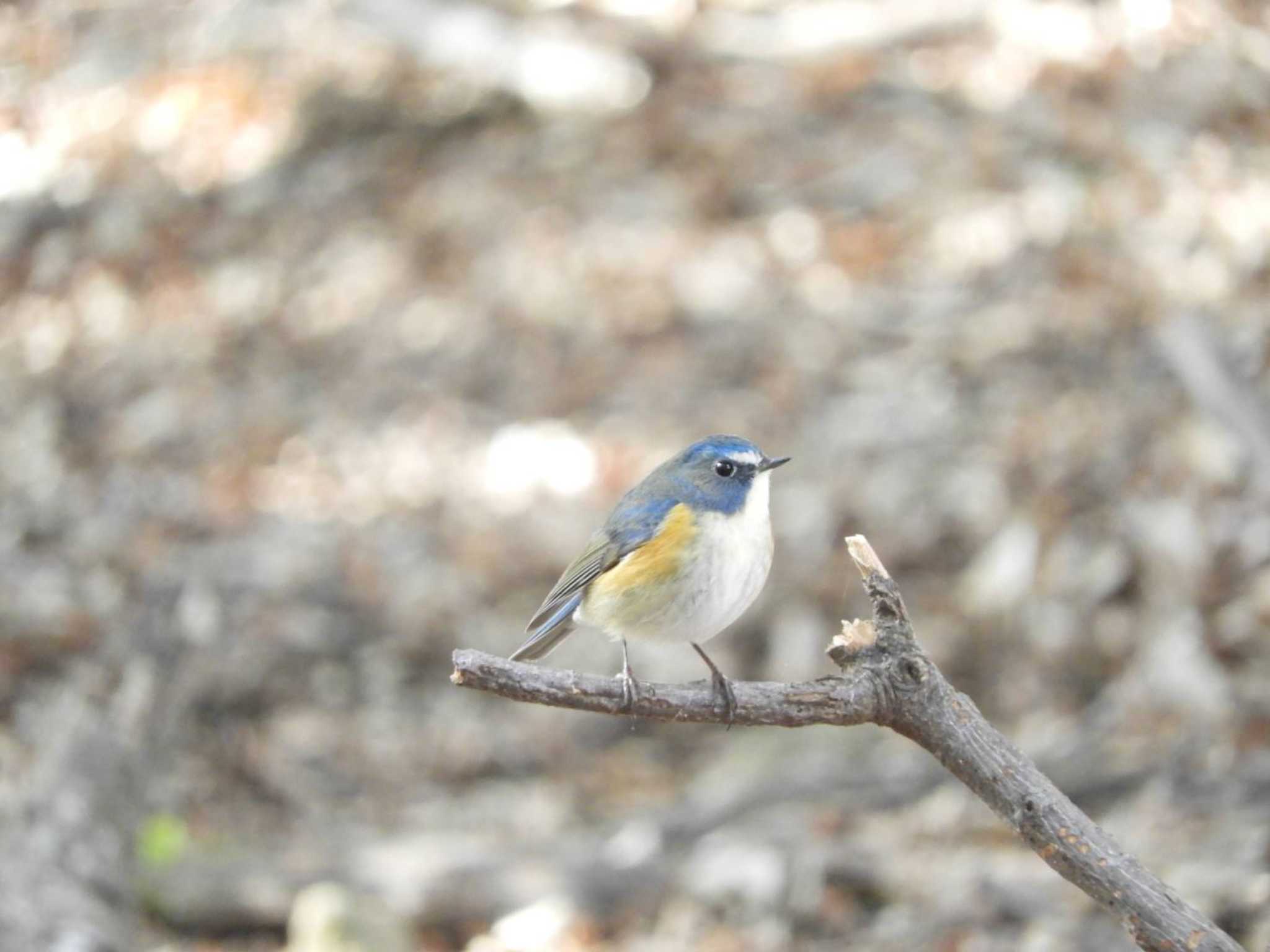 Red-flanked Bluetail