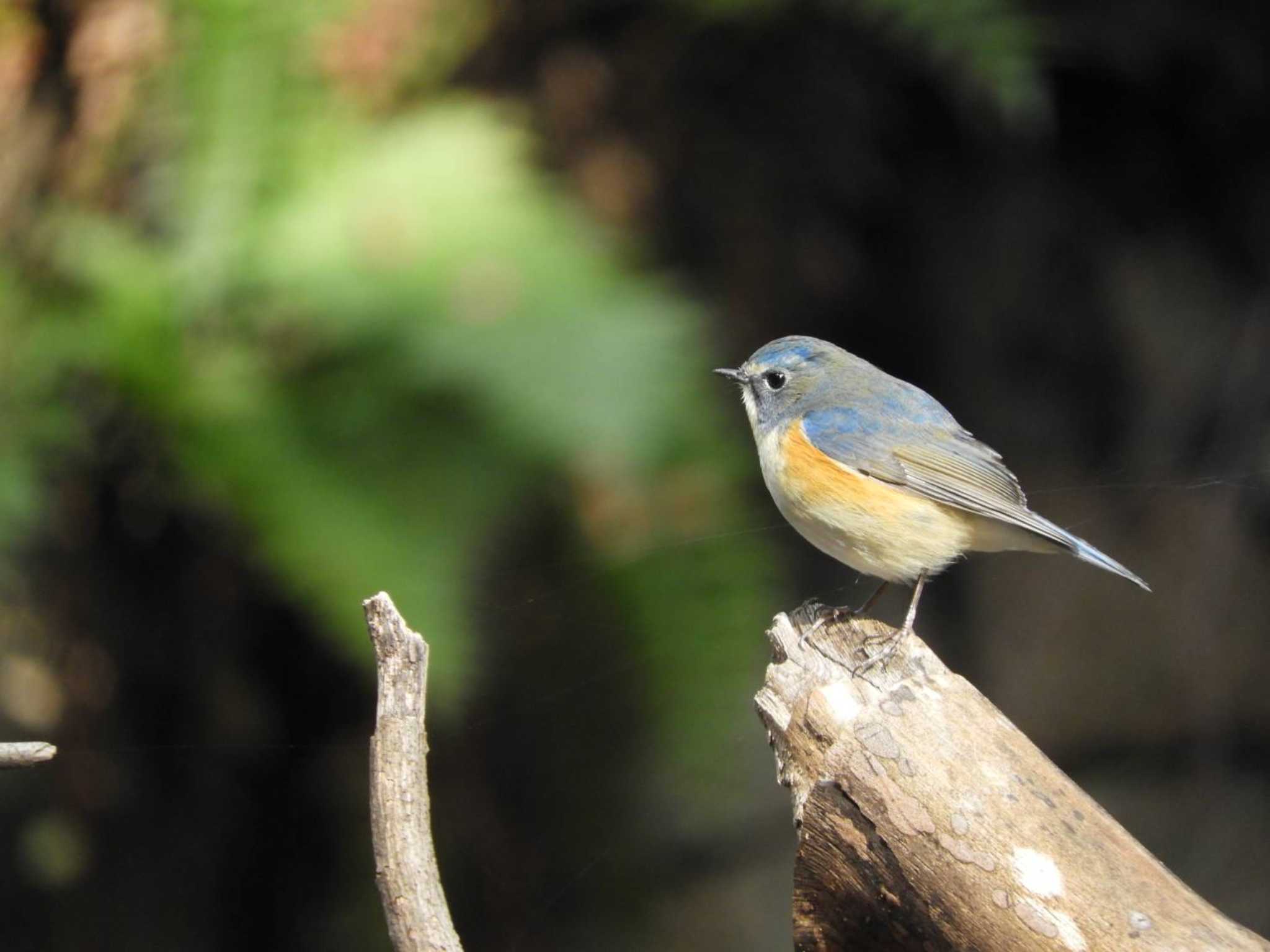 Red-flanked Bluetail