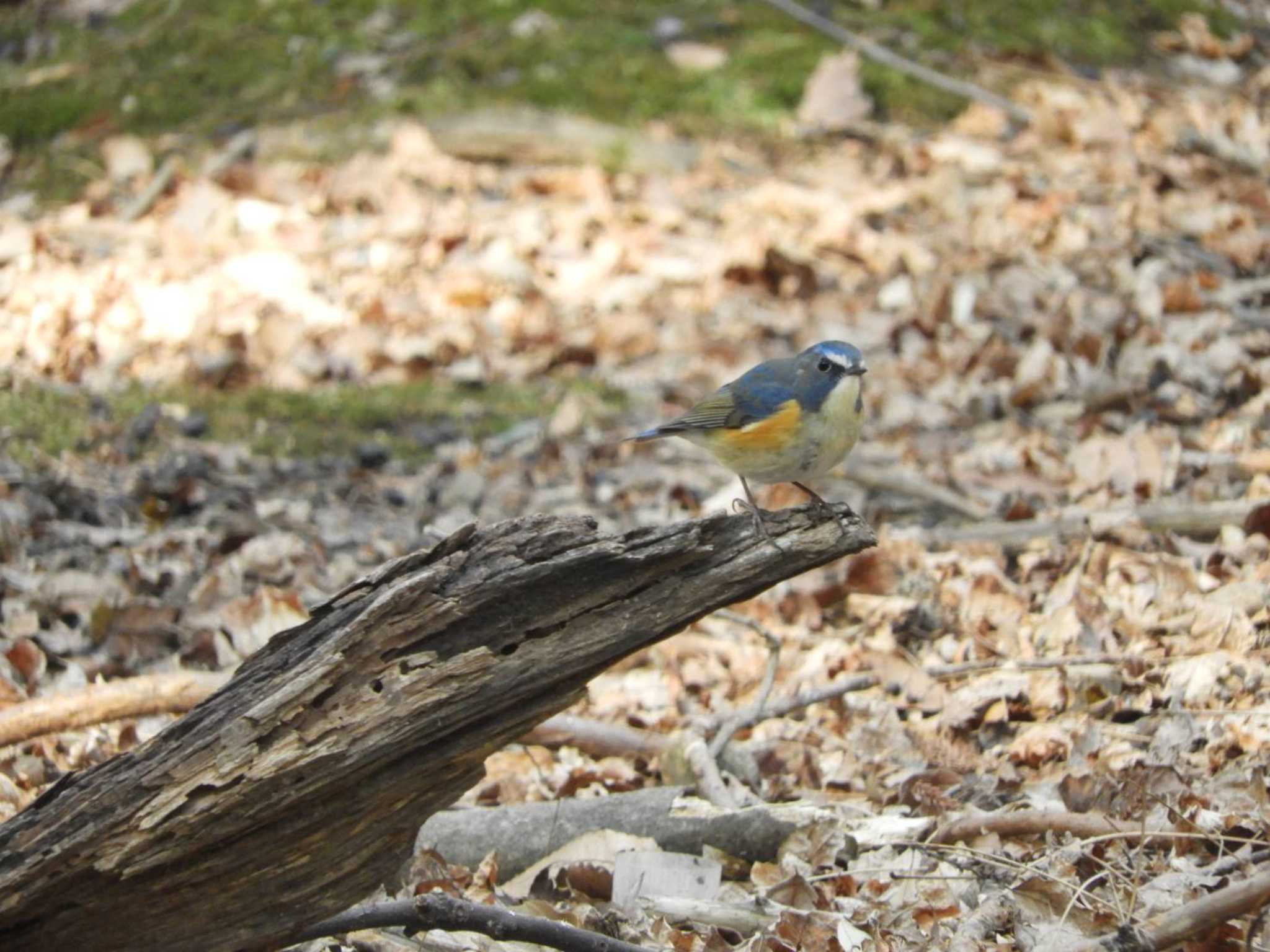 Red-flanked Bluetail