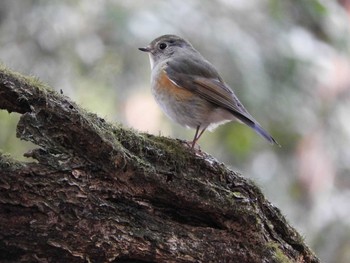 ルリビタキ 奈良公園 2021年1月31日(日)