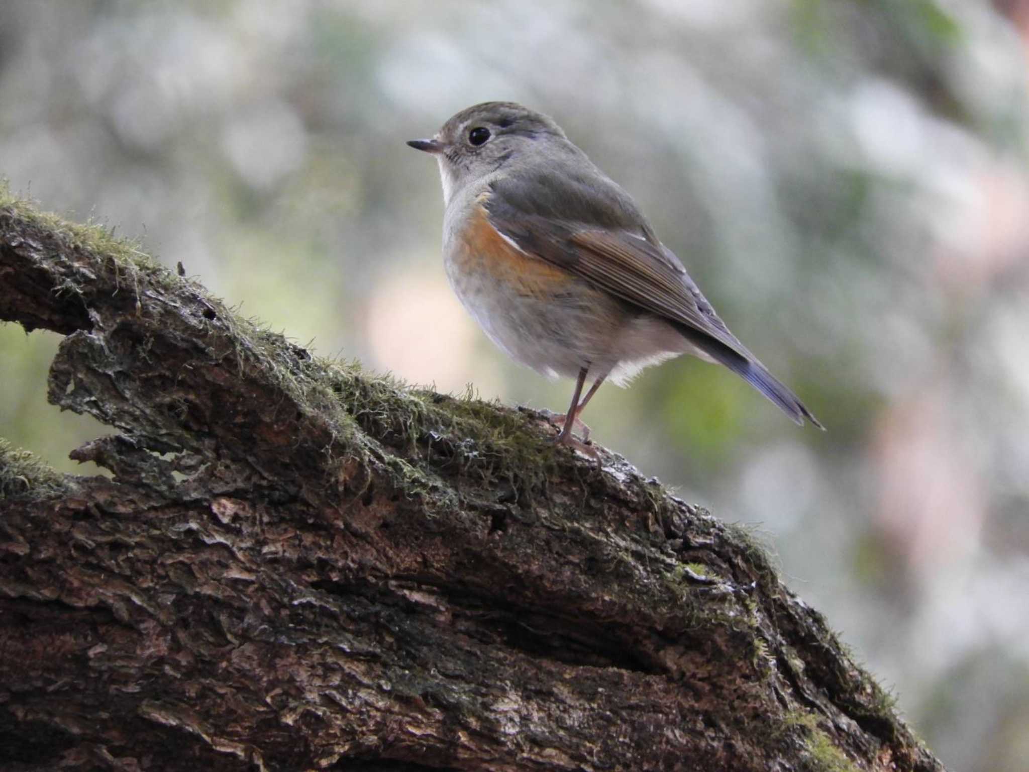 Red-flanked Bluetail