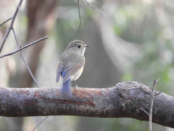 ルリビタキ 奈良公園 2021年1月31日(日)