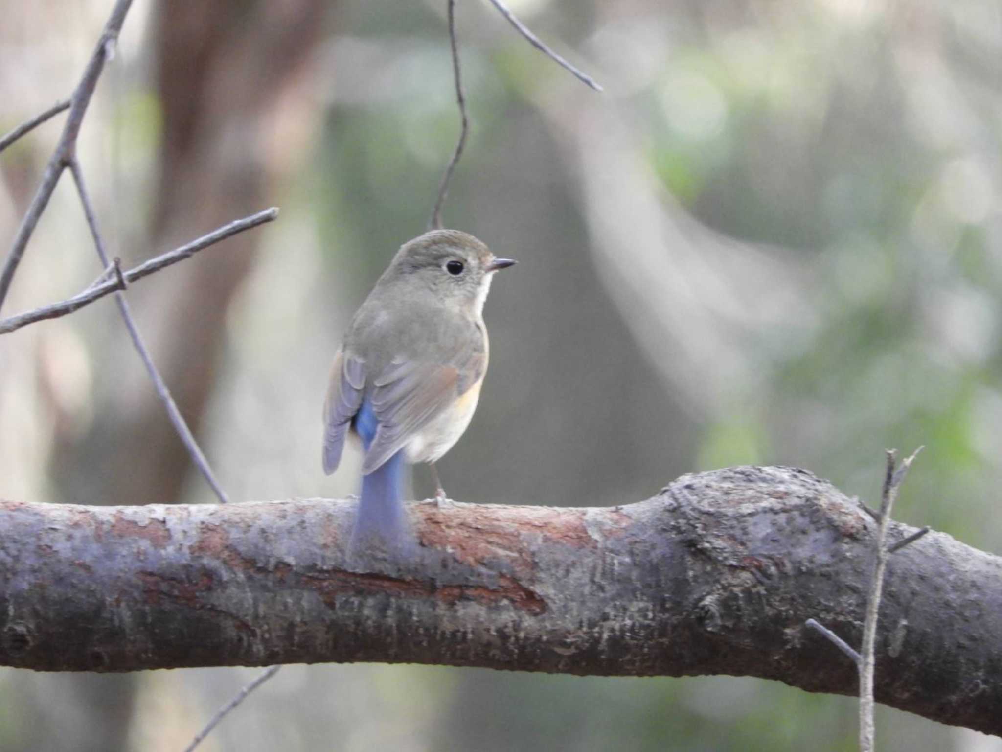 Red-flanked Bluetail