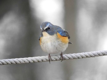 ルリビタキ 奈良公園 2021年1月31日(日)