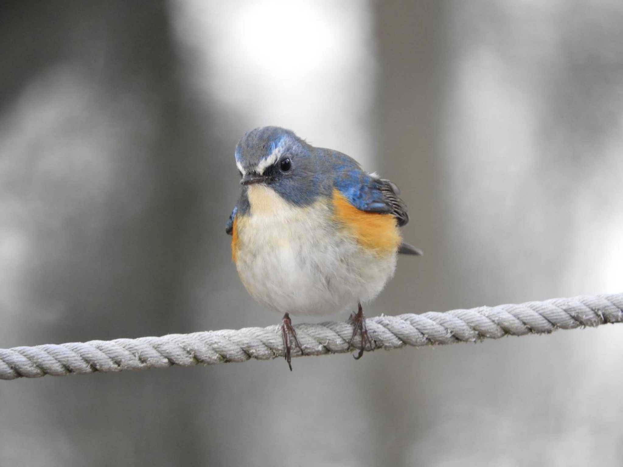 Red-flanked Bluetail