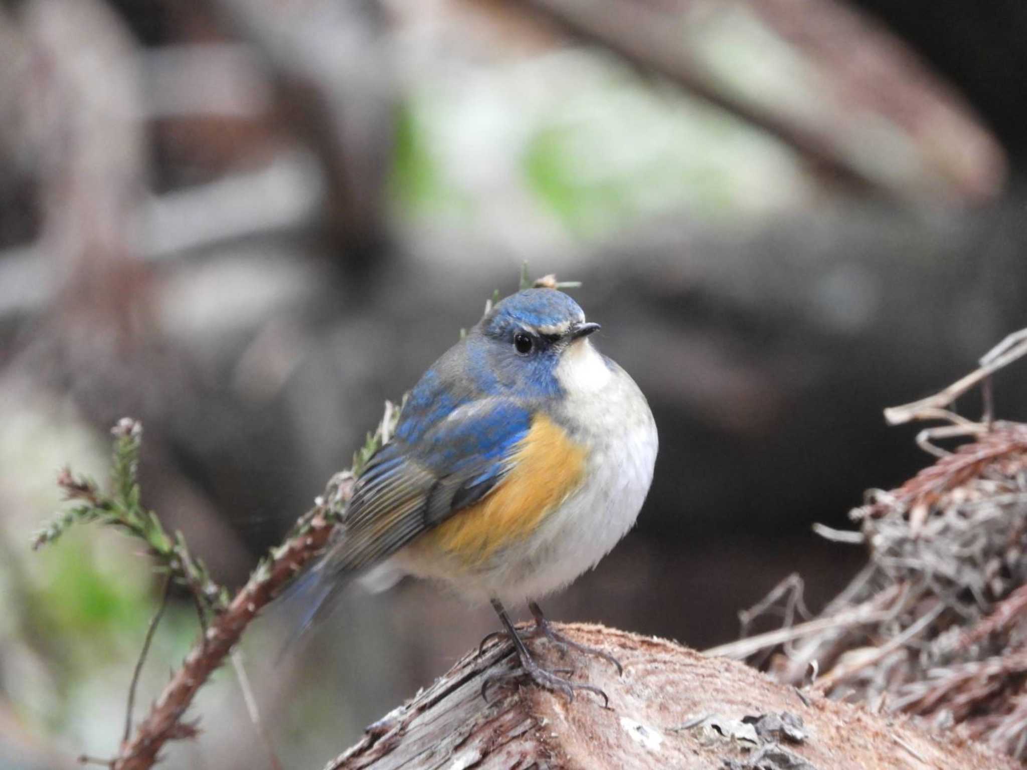 Red-flanked Bluetail