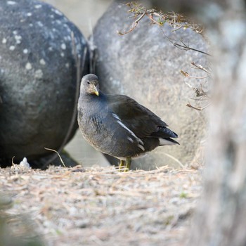 Common Moorhen Hattori Ryokuchi Park Sat, 1/30/2021