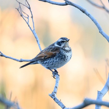 Dusky Thrush Hattori Ryokuchi Park Sat, 1/30/2021