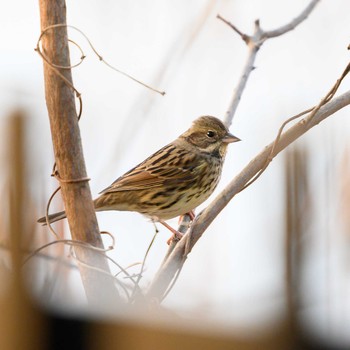 Masked Bunting Hattori Ryokuchi Park Sat, 1/30/2021