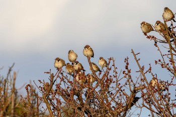 Eurasian Tree Sparrow Hattori Ryokuchi Park Sat, 1/30/2021