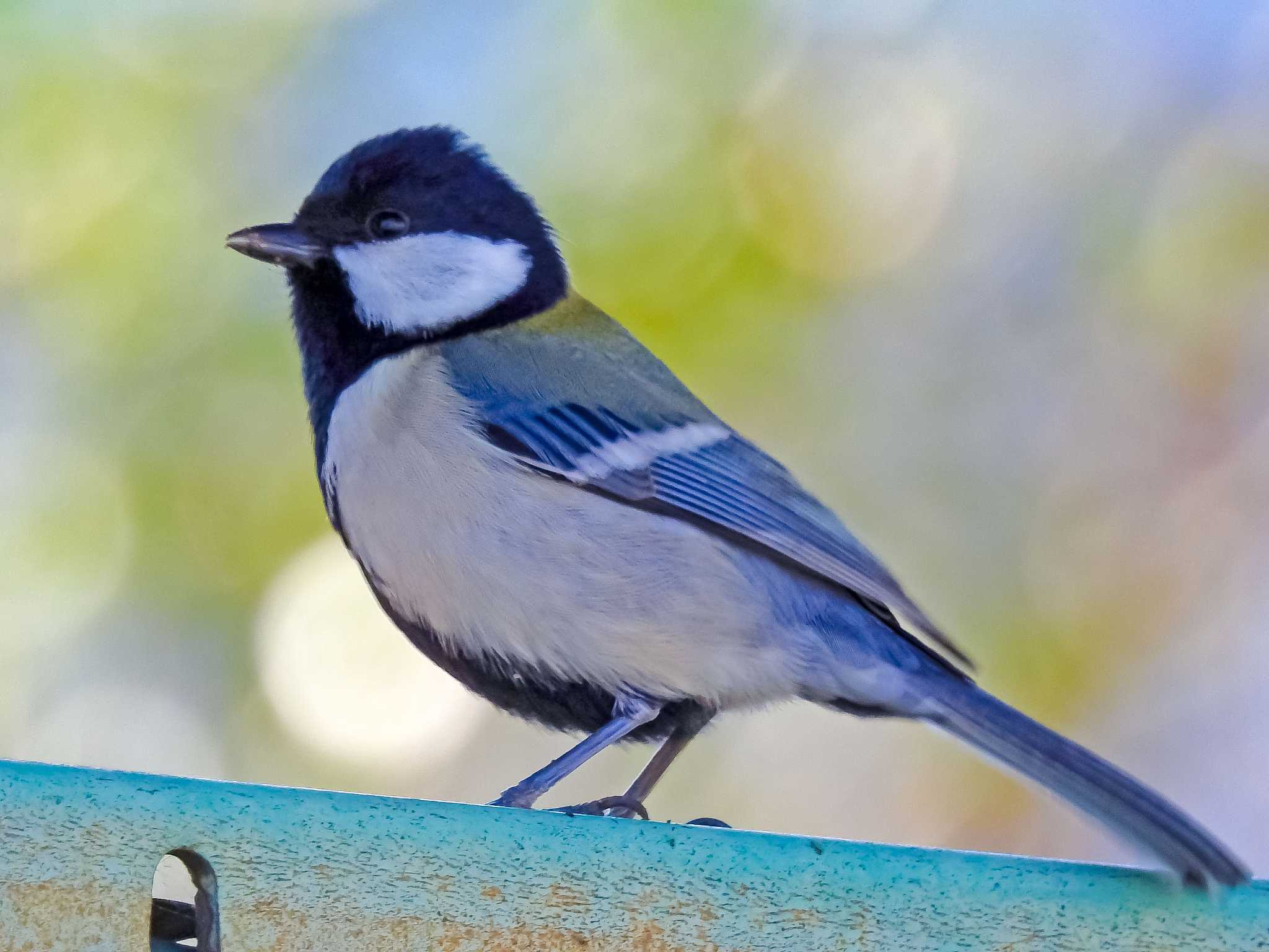 Japanese Tit