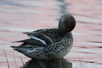 オナガガモ 川島町白鳥飛来地 2016年12月21日(水)