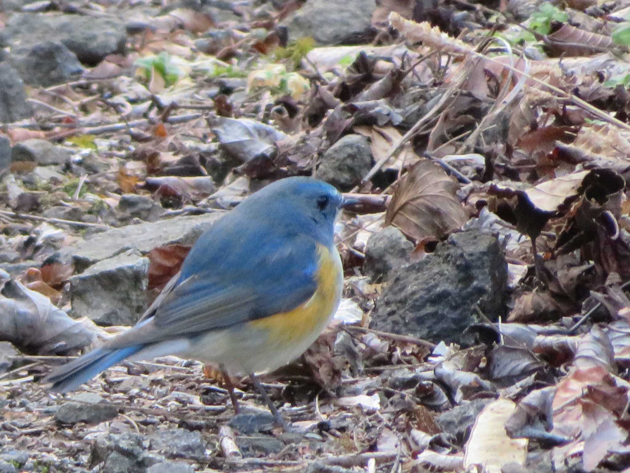 Photo of Red-flanked Bluetail at 神奈川県 by もー