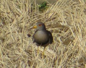 Grey-headed Lapwing 神奈川県 Mon, 2/1/2021