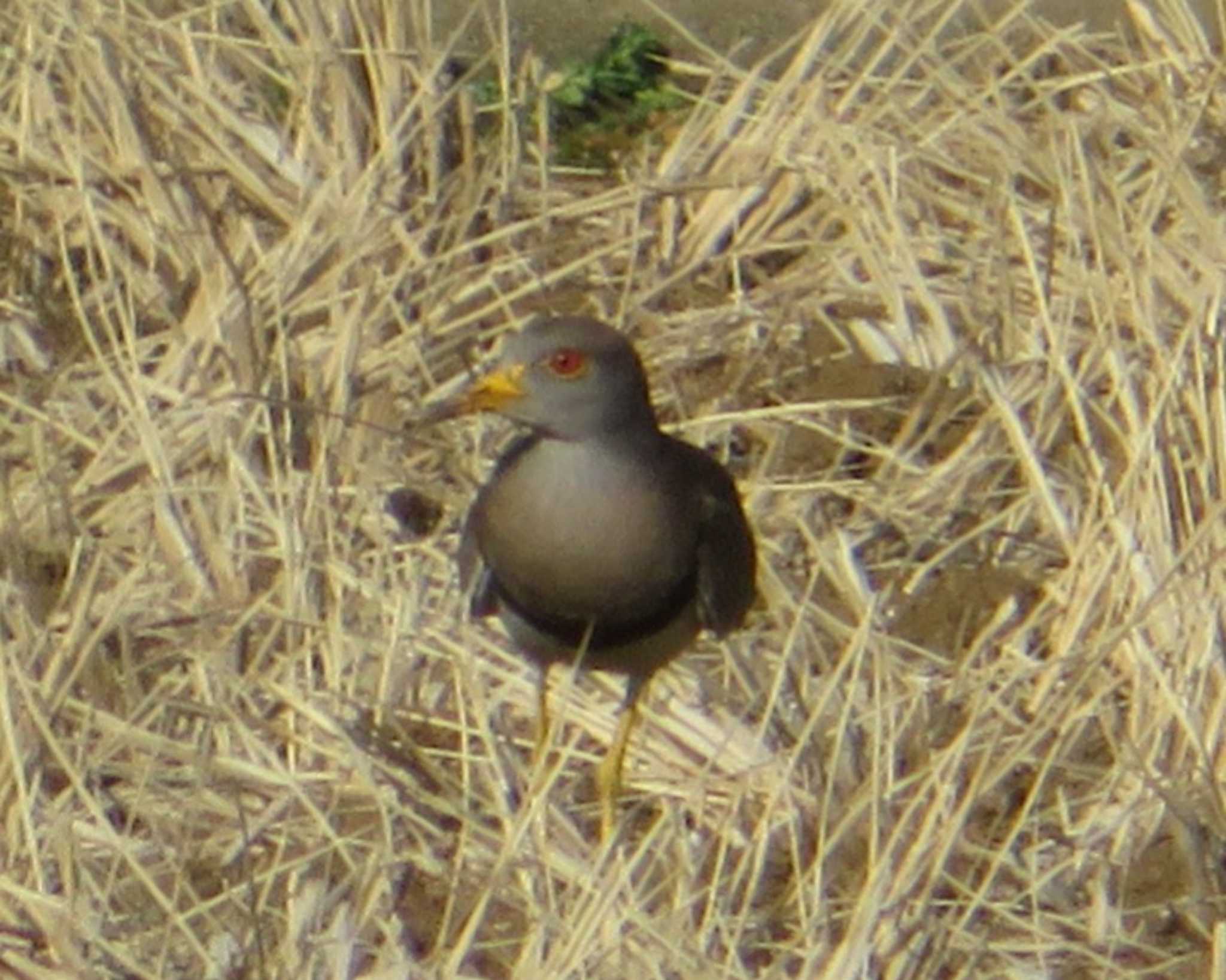 Grey-headed Lapwing