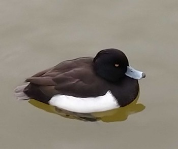 2021年1月27日(水) 不忍池(上野恩賜公園)の野鳥観察記録