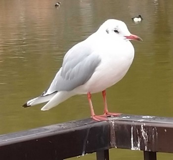 ユリカモメ 不忍池(上野恩賜公園) 2021年1月27日(水)