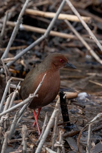 Ruddy-breasted Crake 山田池公園 Mon, 2/1/2021