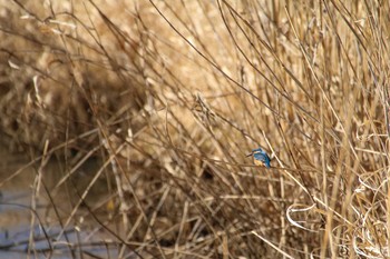 カワセミ 守谷市 2021年1月31日(日)