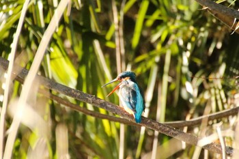 Common Kingfisher 守谷市 Sun, 1/31/2021